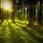 trees-3294681__480