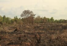 Waduh ada Karhutla. 4 Hektare Lahan Terbakar di Bengkalis. Petugas Berjibaku Waduh ada Karhutla. 4 Hektare Lahan Terbakar di Bengkalis. Petugas Berjibaku