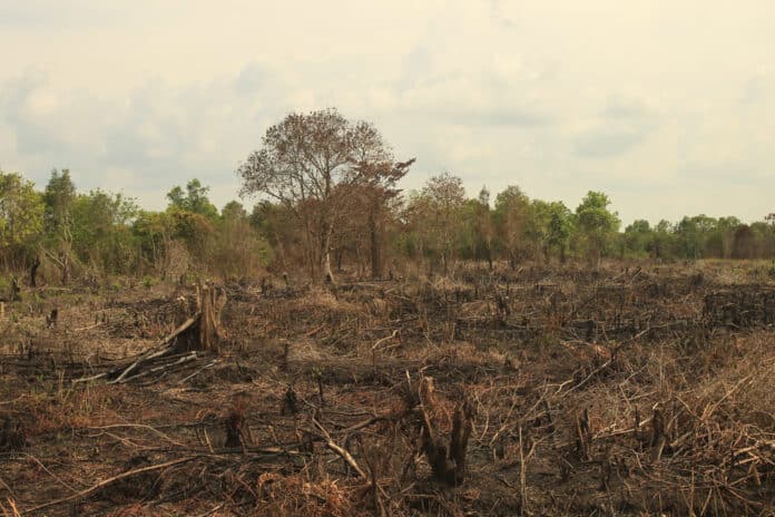 Waduh ada Karhutla. 4 Hektare Lahan Terbakar di Bengkalis. Petugas Berjibaku