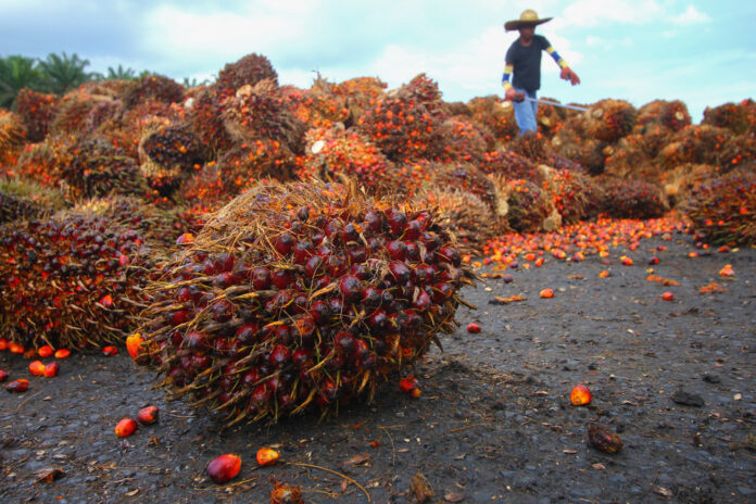 Sempat Menanjak, Harga CPO Mulai Terperosok